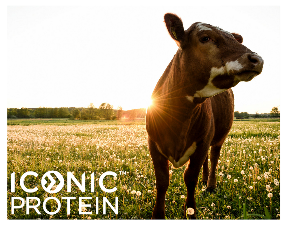 grass fed food iconic protein 