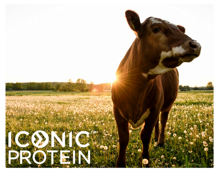What’s the Difference Between Grass-Fed, Conventional and Organic Dairy?