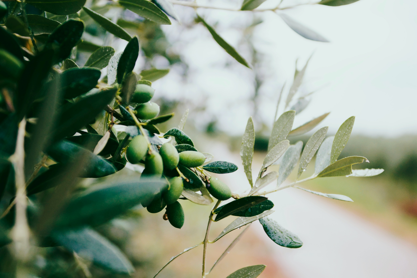 Superfood Spotlight: Why Olive Oil Might Be Our Favorite Kitchen Staple