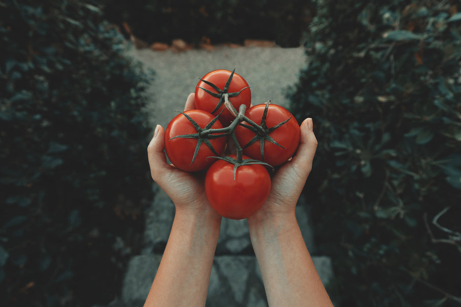 A Look at The Antioxidant Lycopene (& Why Tomatoes are a Great Way to Get It)