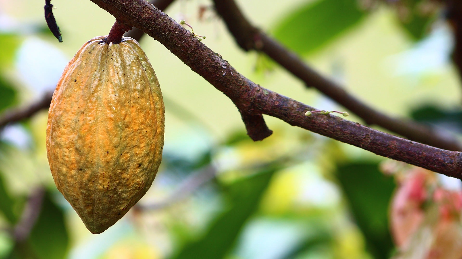 Cocoa vs. Cacao. What's The Difference?