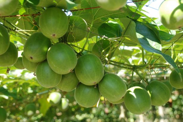 Monk Fruit: Sweeter Than Sugar & Better for Your Body